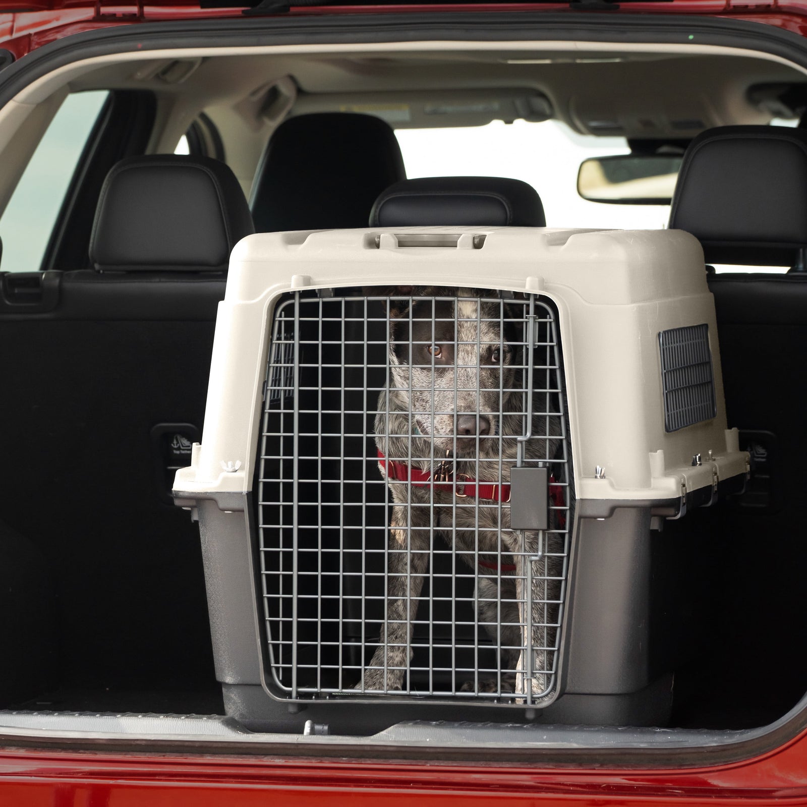 Airline Approved Plastic Dog Kennel with Wheels, Large