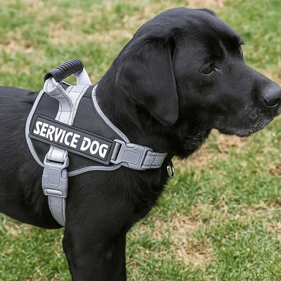 Chest Collars Adjustable Dog Harness Reflective Leash Set Reflective