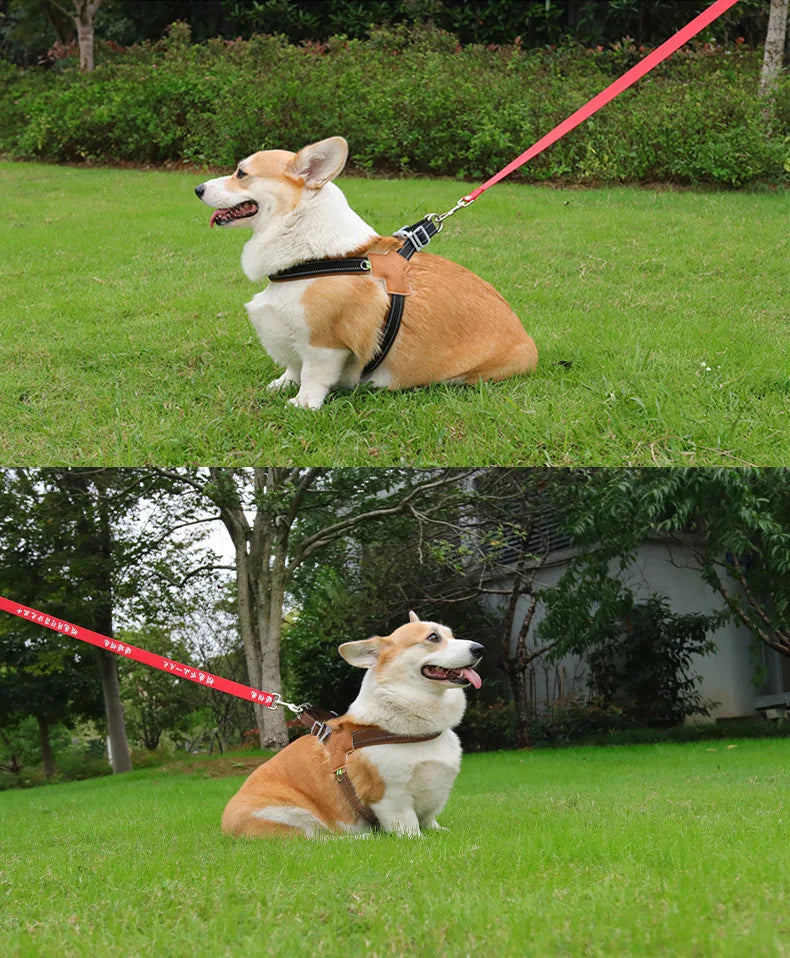 Dog Collar Leash Harness Pet Small Collars Puppy Supplies Adjustable