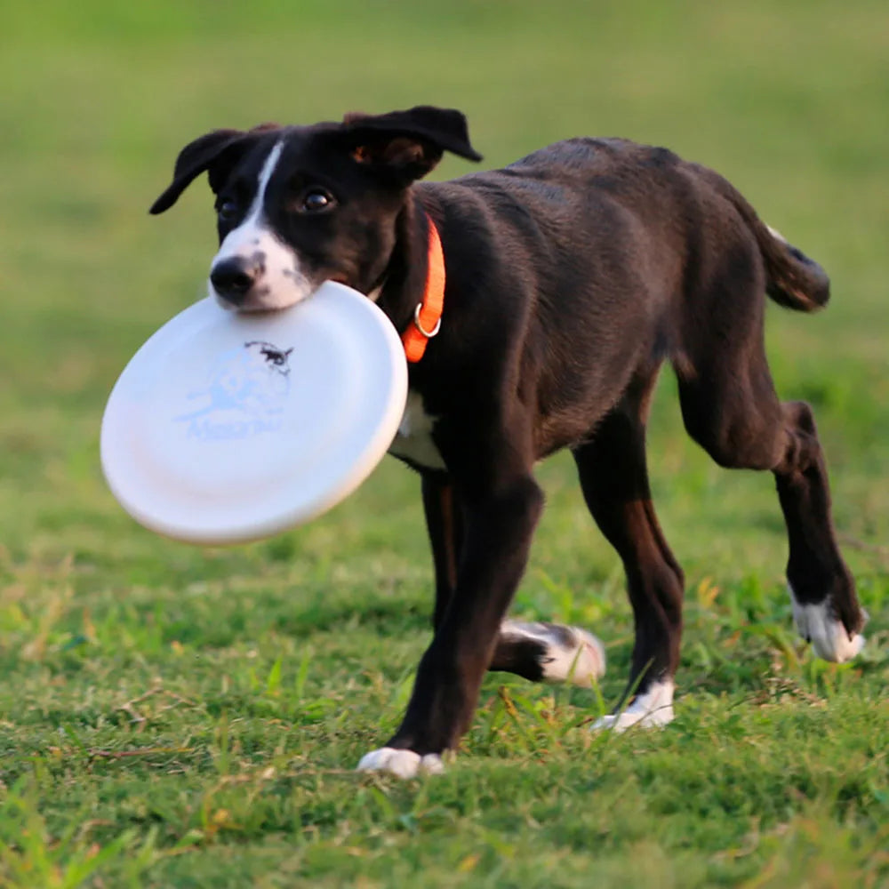 Dog Training Disc - Durable Pet  for Puppy & Adult Dog Training