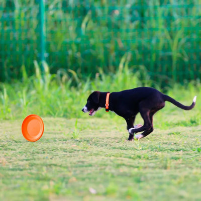 Dog Training Disc - Durable Pet for Puppy & Adult Dog Training,