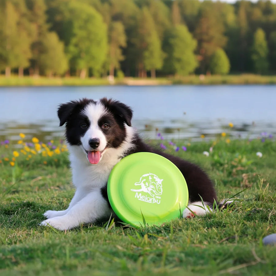Dog Training Disc - Durable Pet for Puppy & Adult Dog Training,
