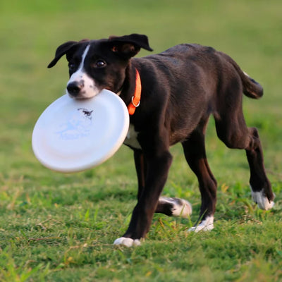 Dog Training Disc - Durable Pet for Puppy & Adult Dog Training,