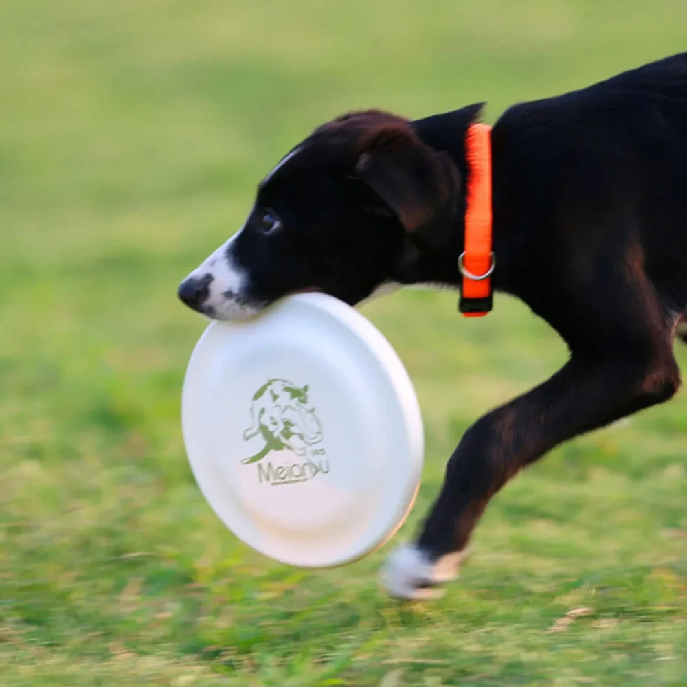 Dog Training Disc - Durable Pet for Puppy & Adult Dog Training,