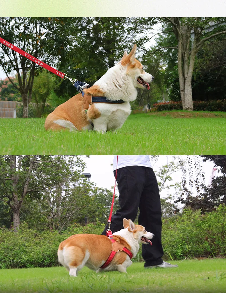 Dog Collar Leash Harness Pet Small Collars Puppy Supplies Adjustable